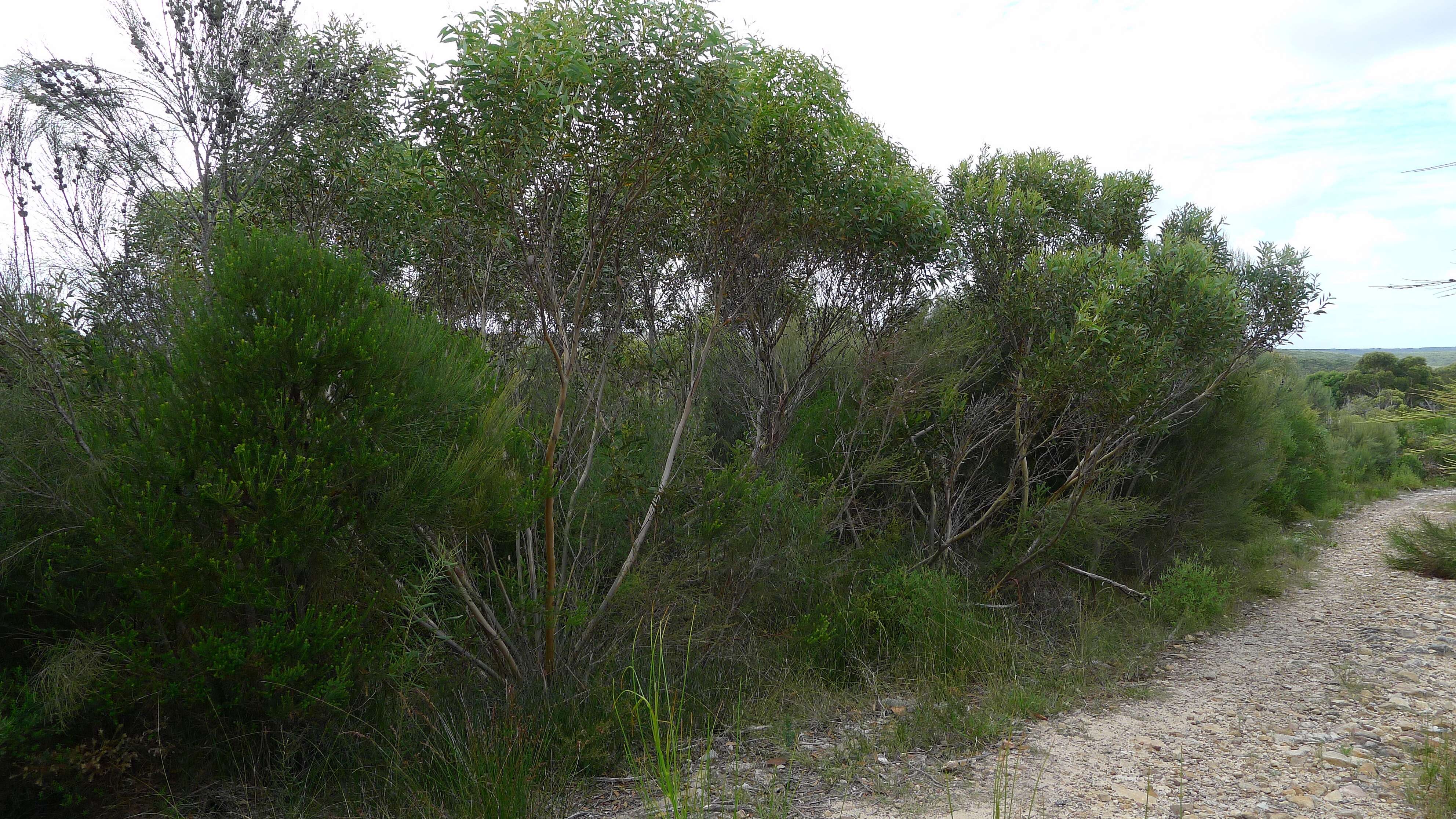 صورة Eucalyptus obstans L. A. S. Johnson & K. D. Hill