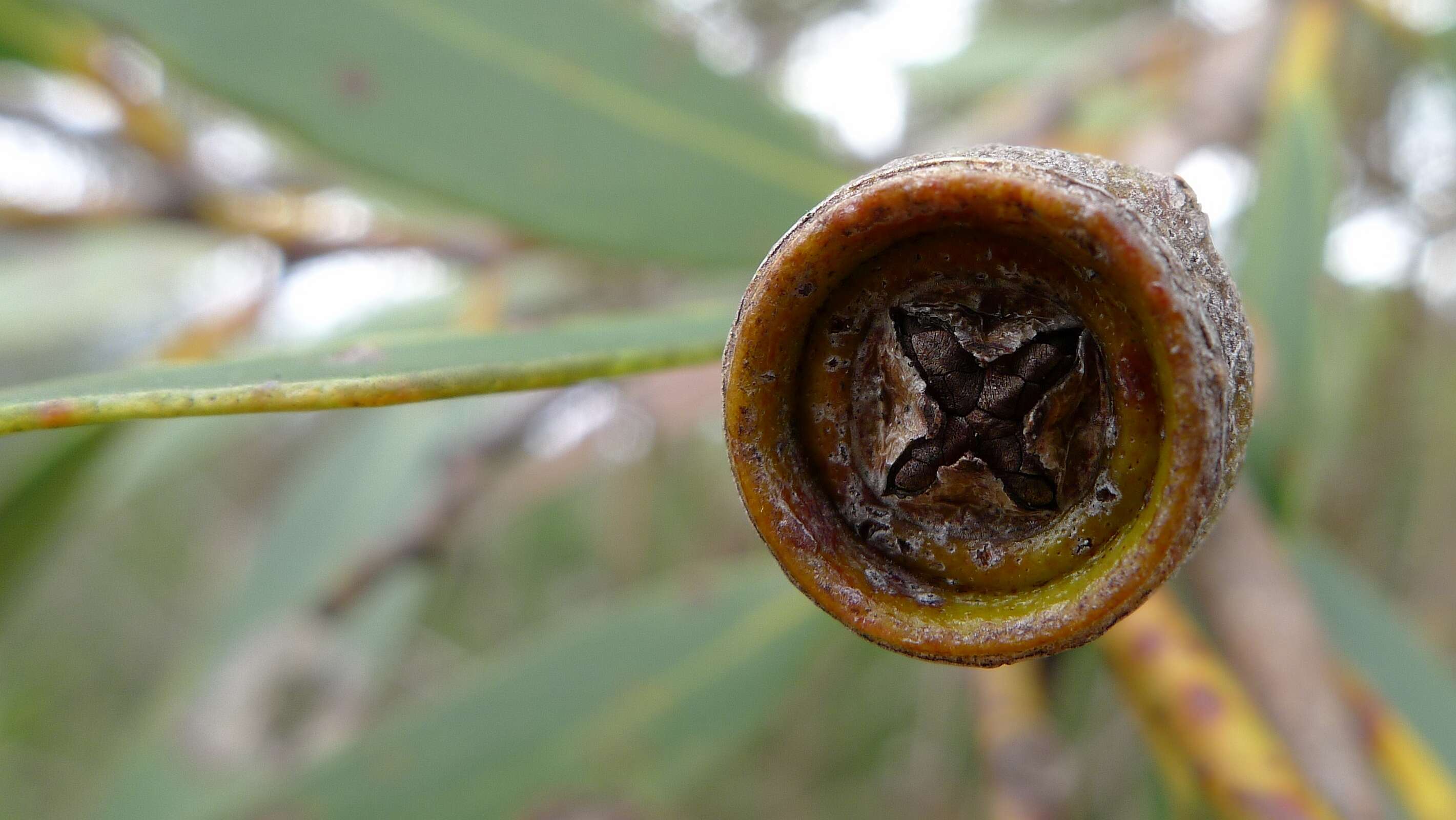 صورة Eucalyptus obstans L. A. S. Johnson & K. D. Hill