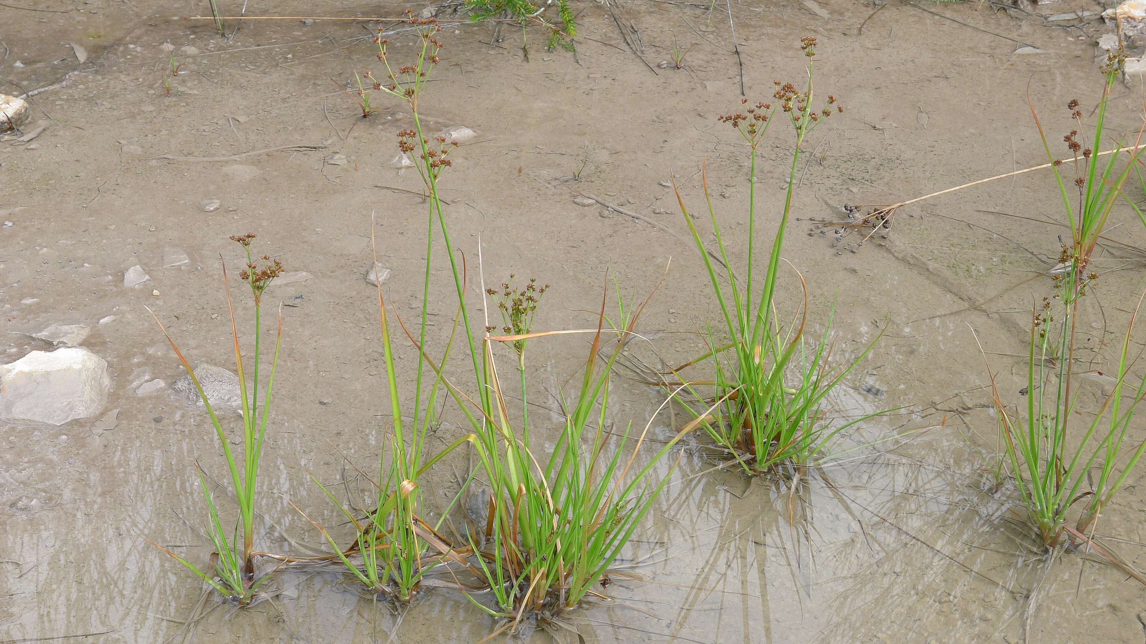 Juncus planifolius R. Br.的圖片