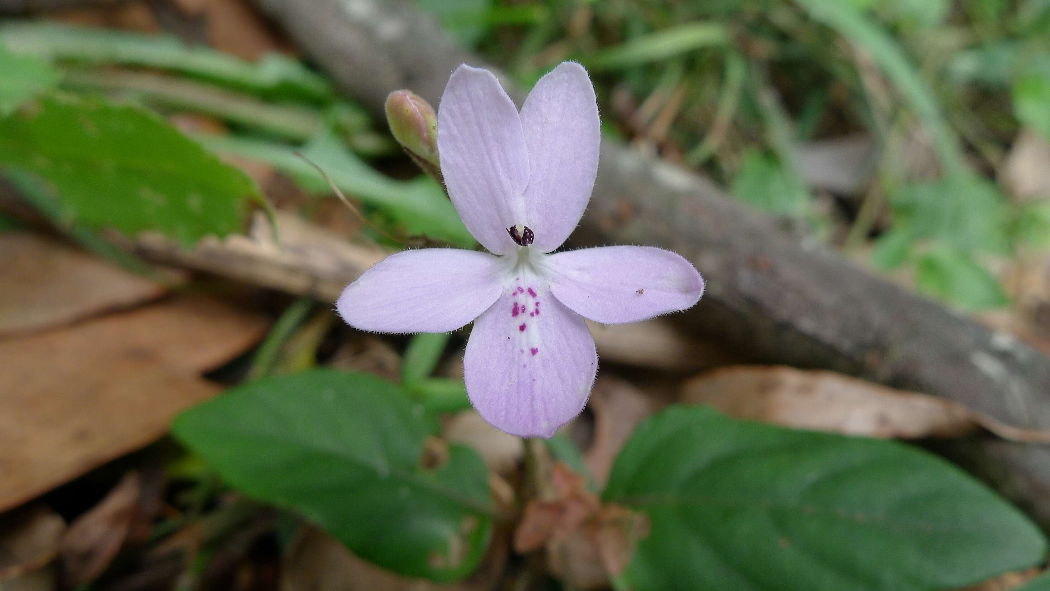 Image de Pseuderanthemum variabile (R. Br.) Radlk.