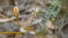 Plancia ëd Mitrasacme polymorpha R. Br.