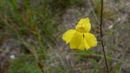 Image de Goodenia paniculata Sm.