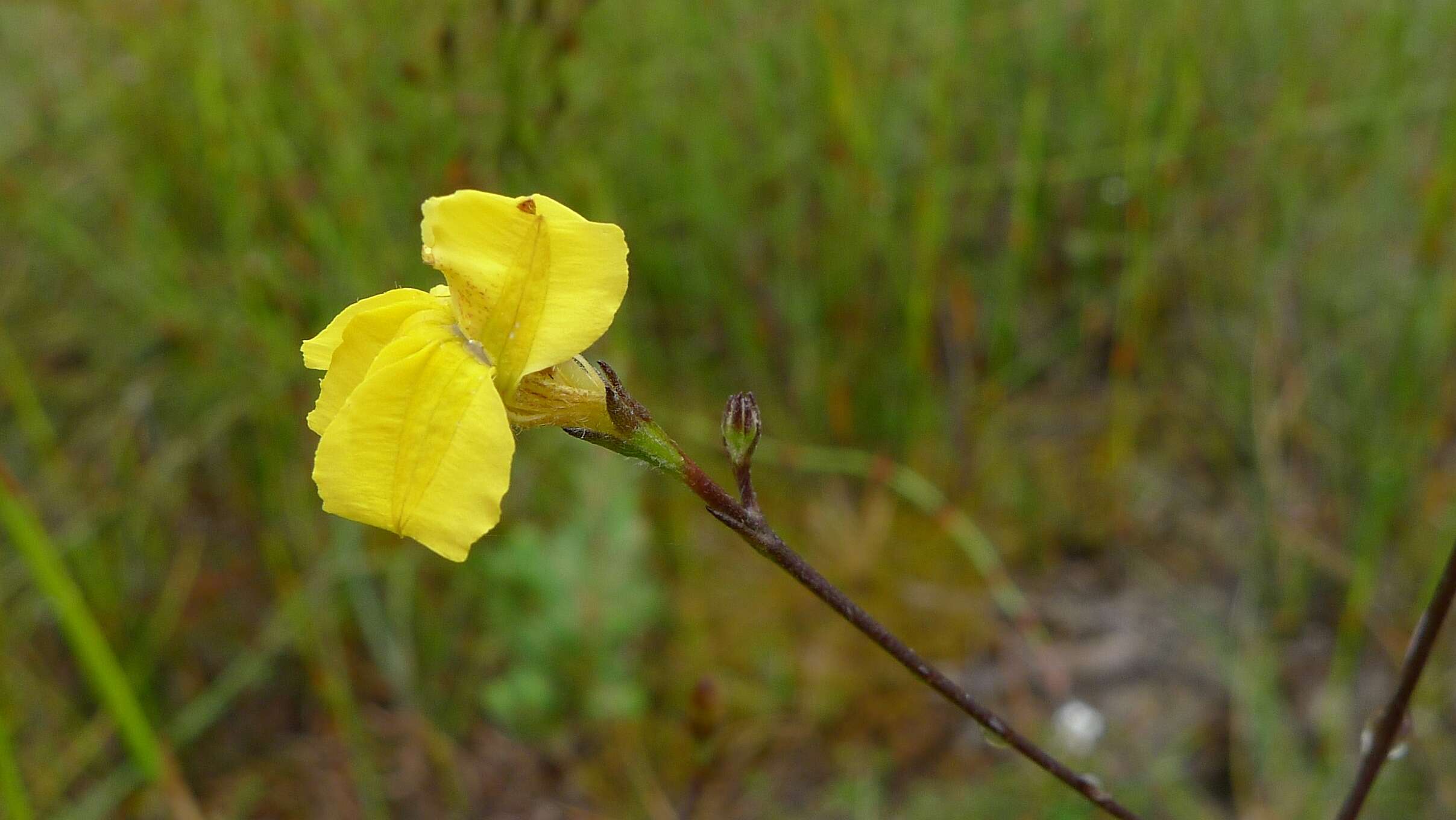 Image de Goodenia paniculata Sm.