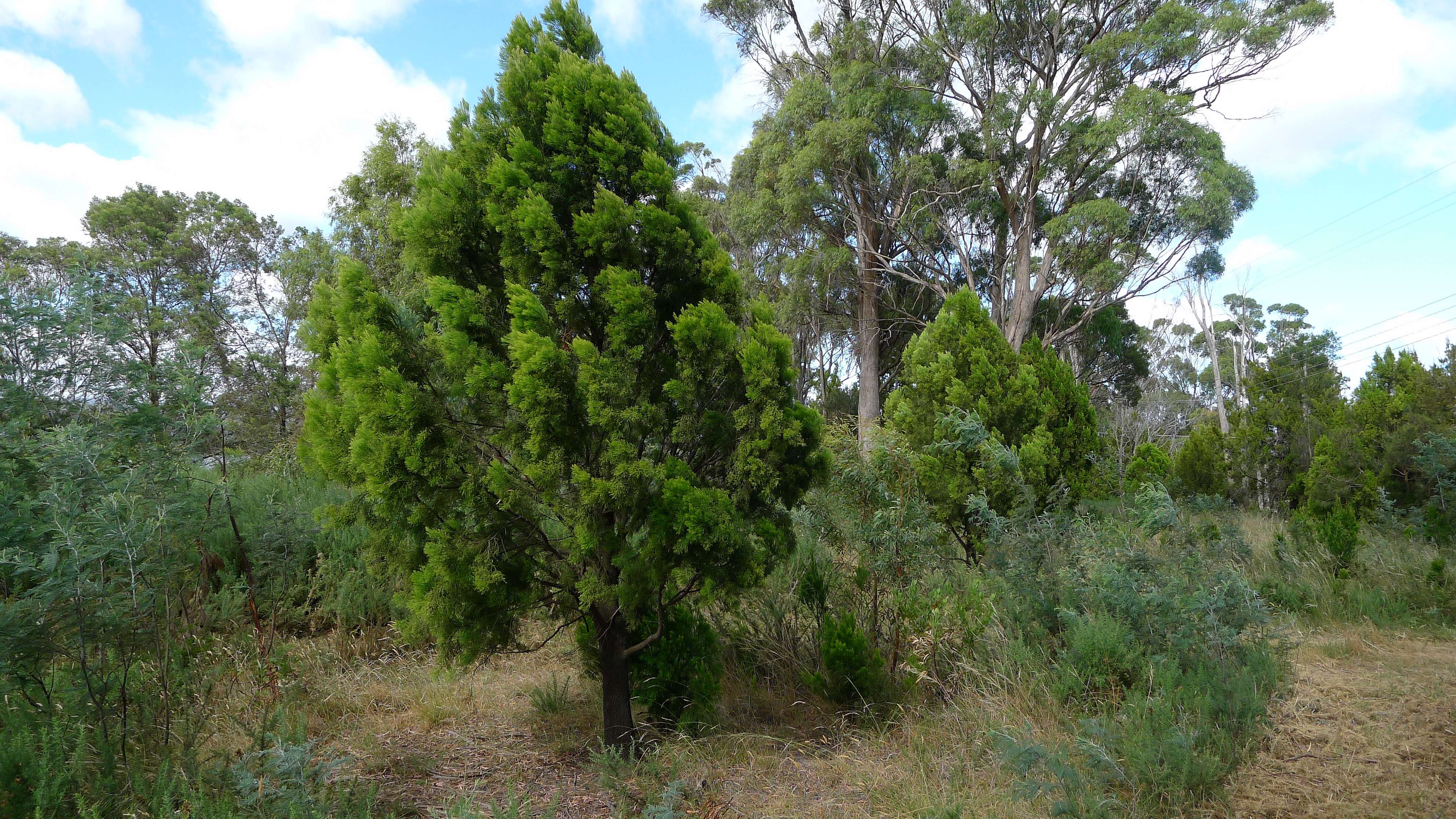 Image of Exocarpos cupressiformis Labill.