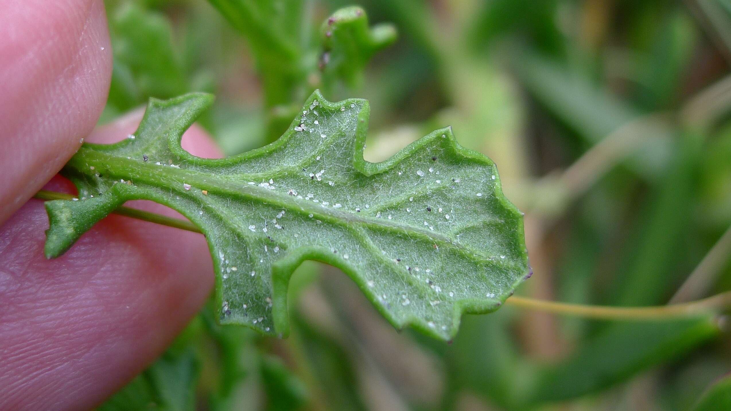 Image of redpurple ragwort