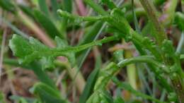 Image of redpurple ragwort