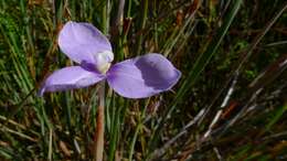 Image of Patersonia fragilis (Labill.) Asch. & Graebn.