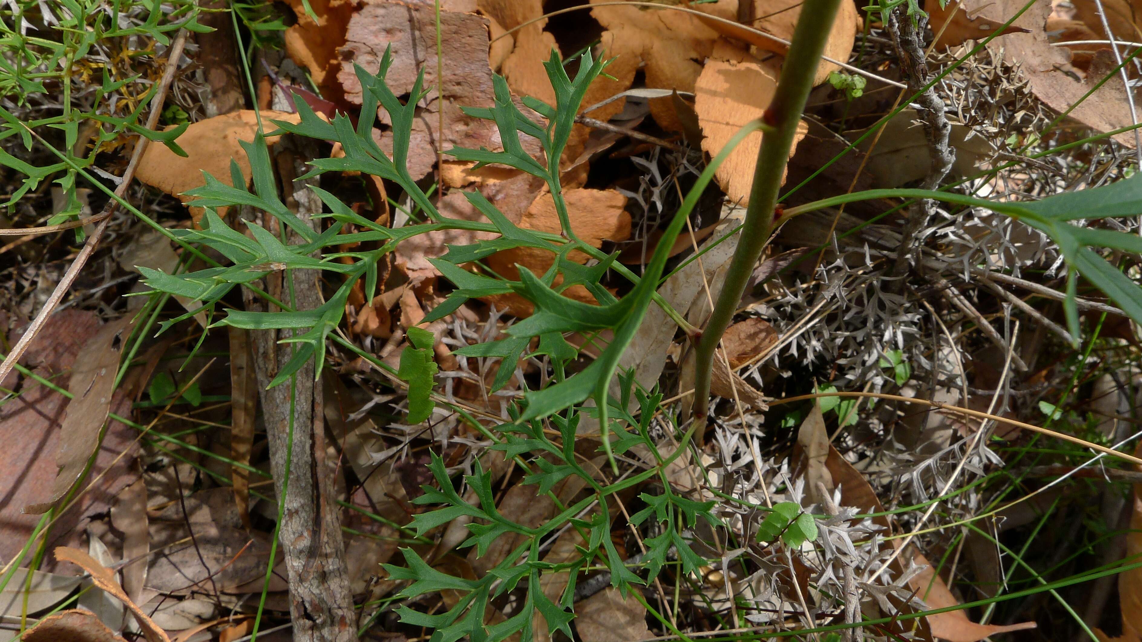 Image of Lomatia silaifolia (Sm.) R. Br.