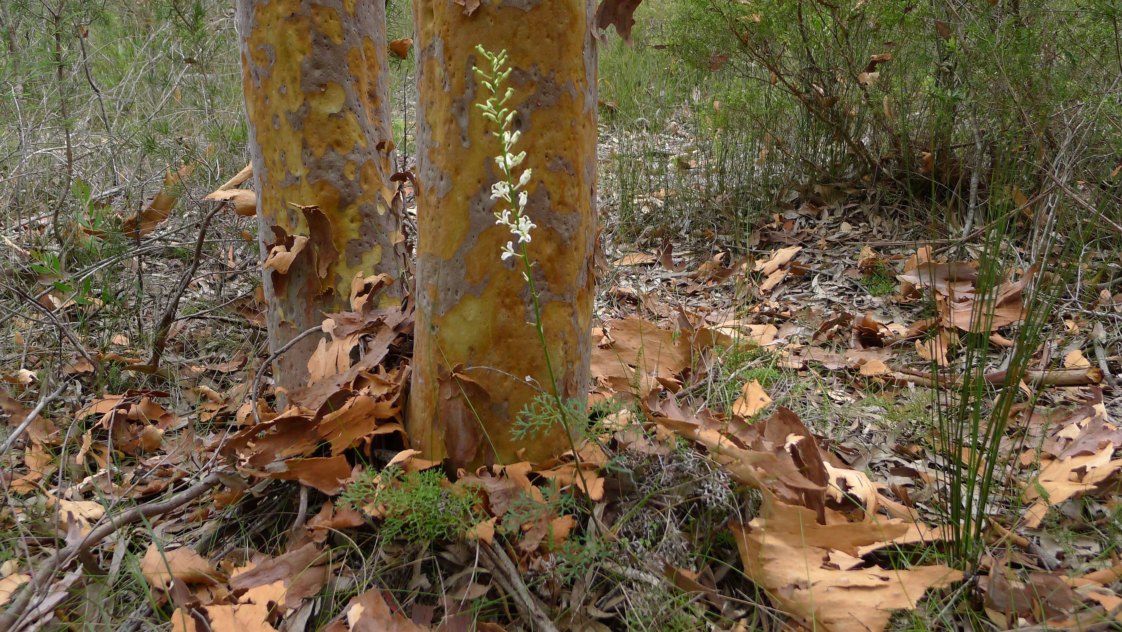 Image of Lomatia silaifolia (Sm.) R. Br.