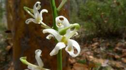 Imagem de Lomatia silaifolia (Sm.) R. Br.