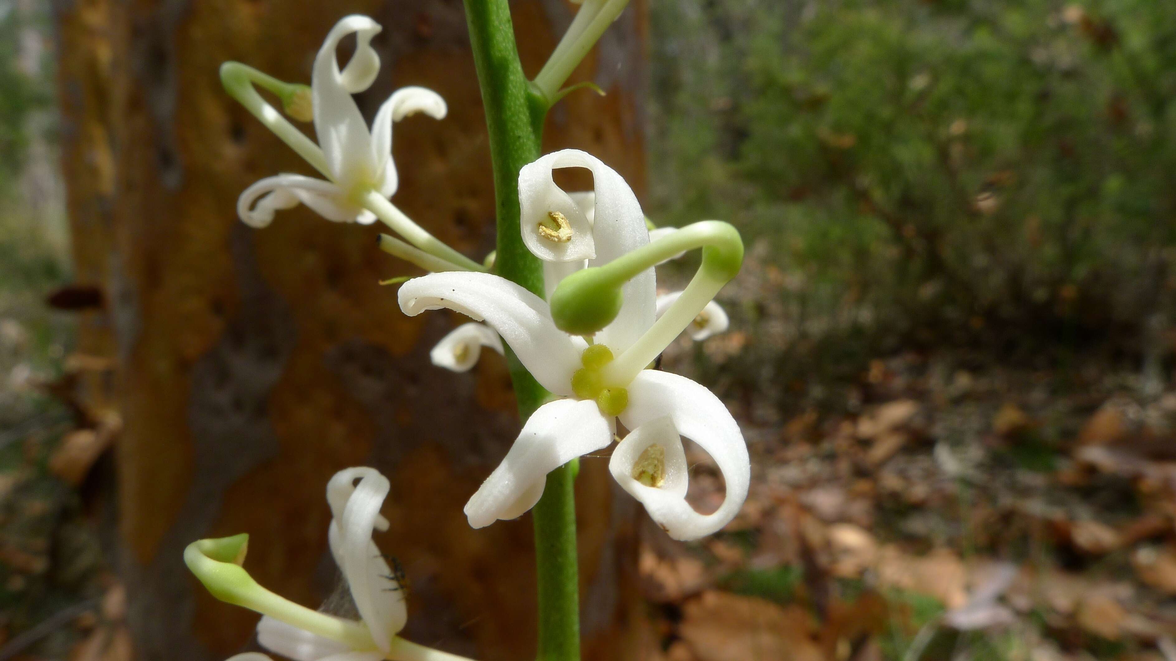 Image of Lomatia silaifolia (Sm.) R. Br.