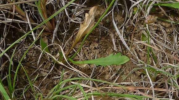 Image of Velleia paradoxa R. Br.