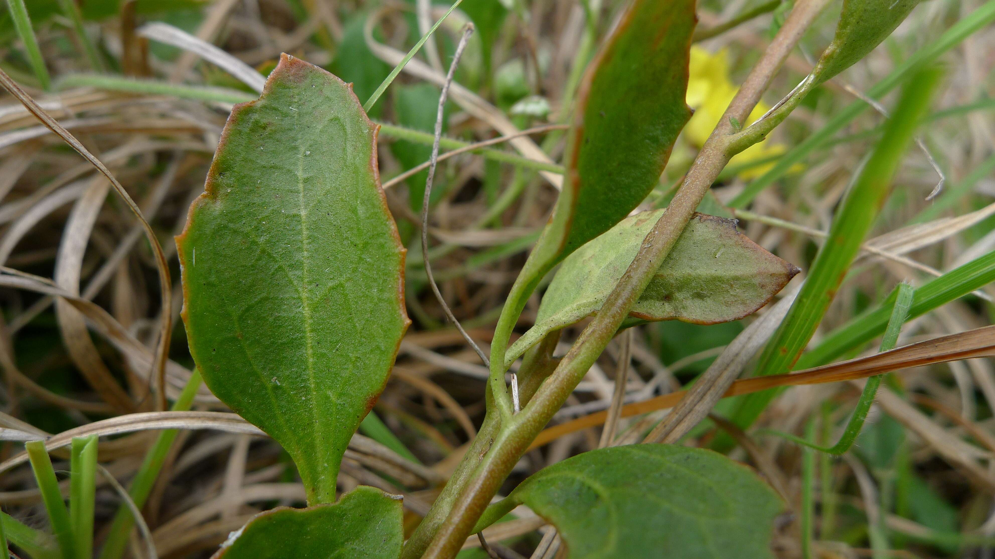 Image of Goodenia hederacea Sm.