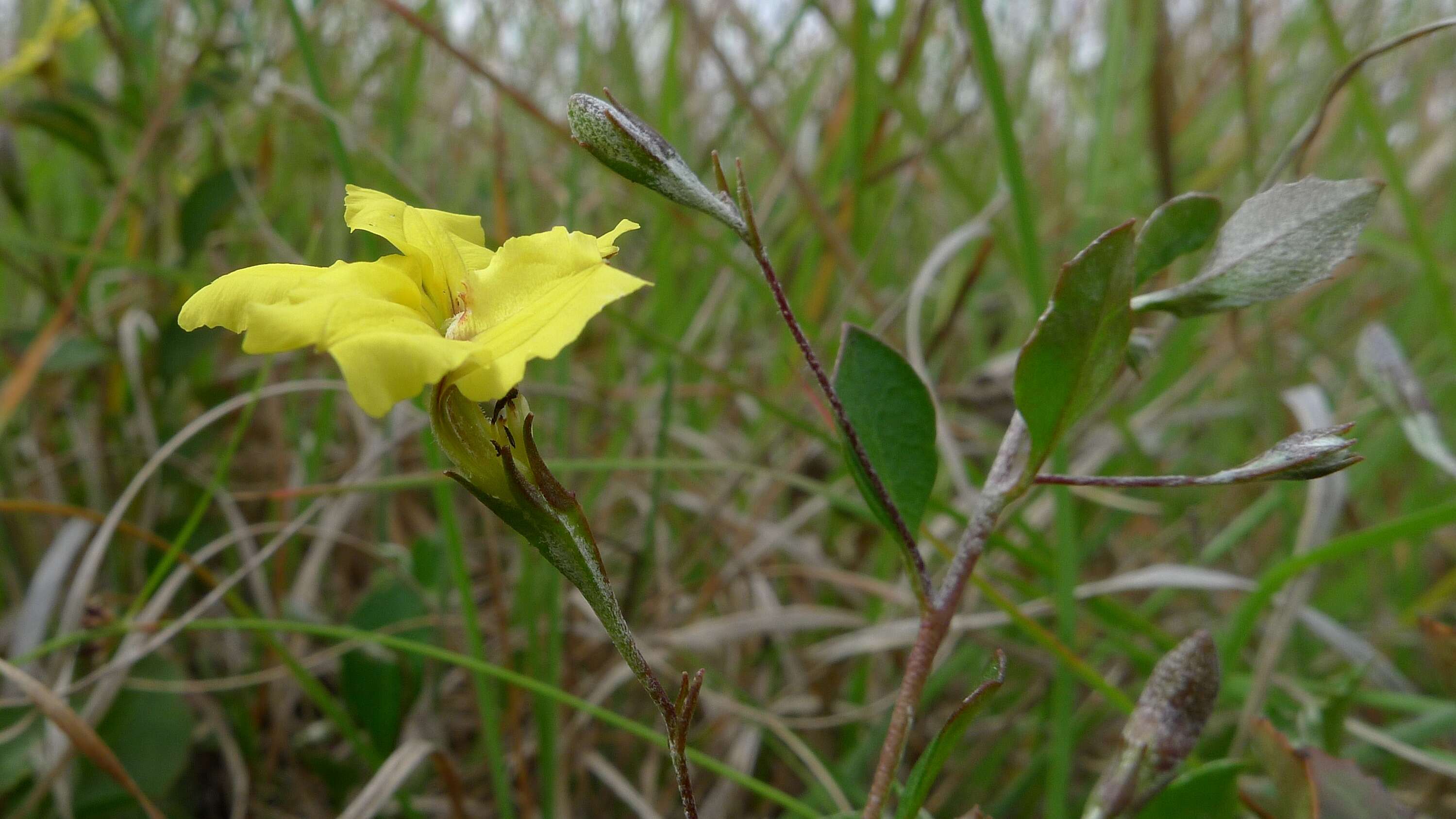 Image of Goodenia hederacea Sm.