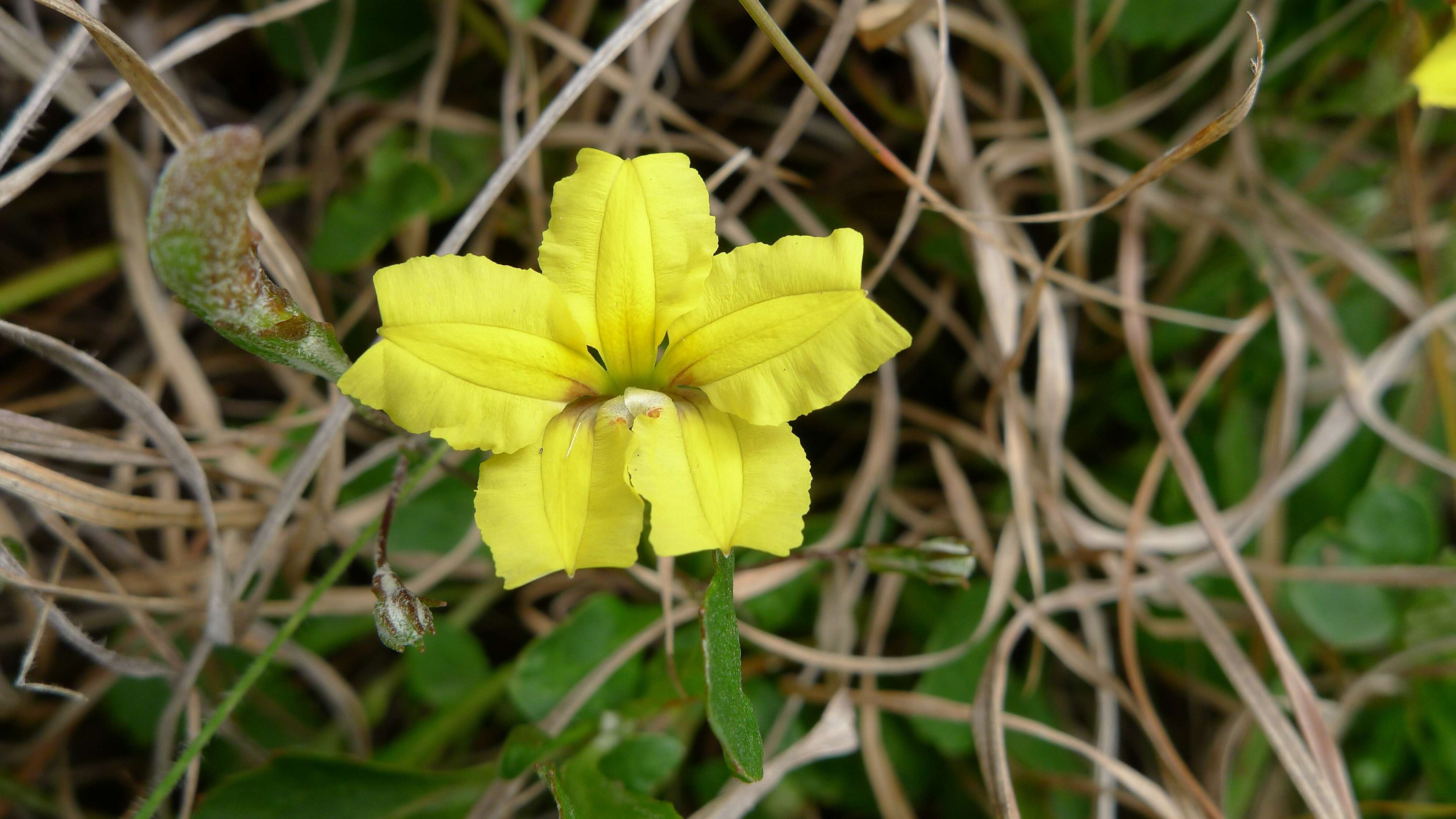 Image of Goodenia hederacea Sm.