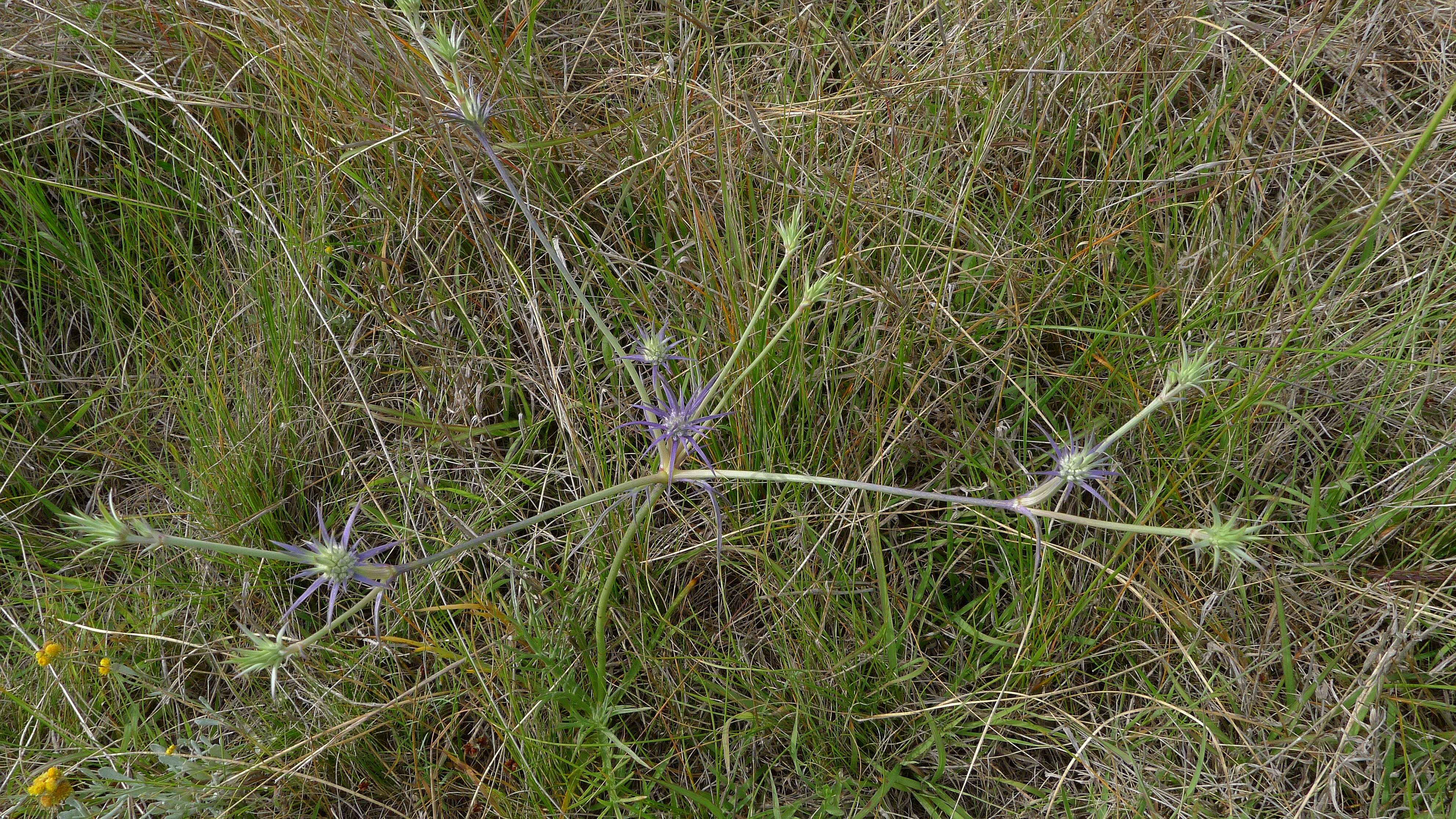 Imagem de Eryngium ovinum A. Cunn.