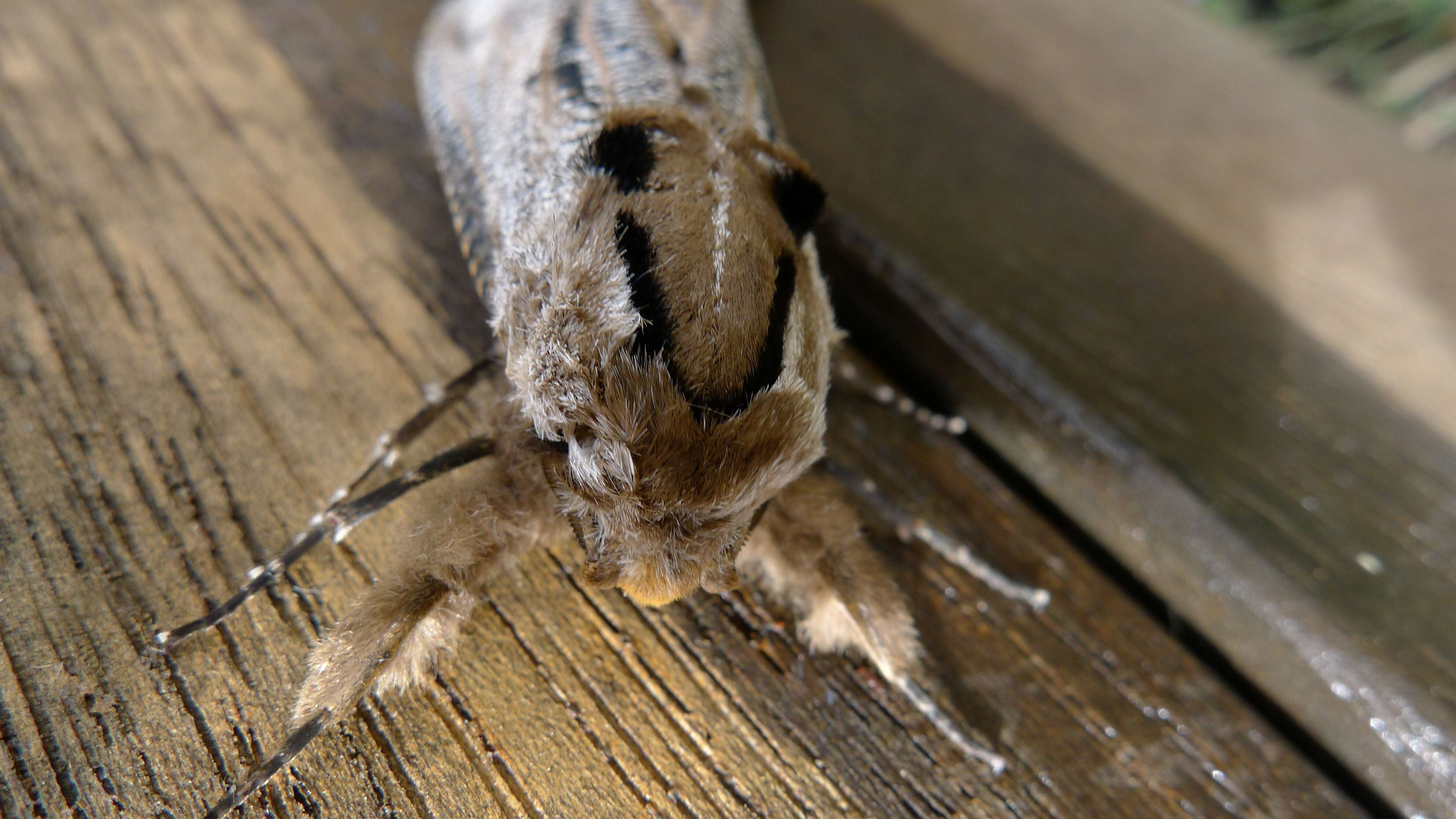 صورة Endoxyla lituratus