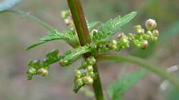 Image of Urtica incisa Poir.