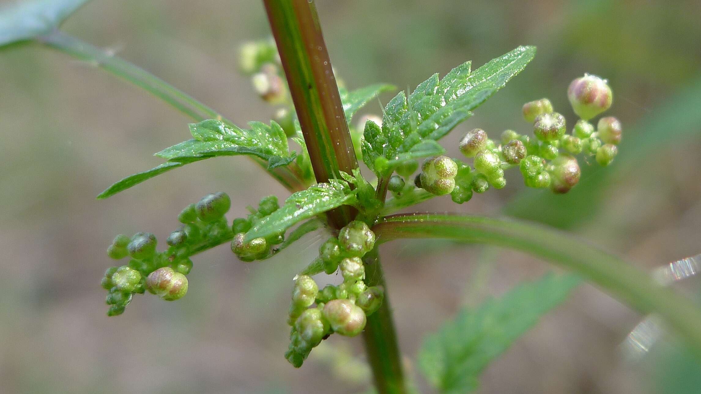 Image of Urtica incisa Poir.