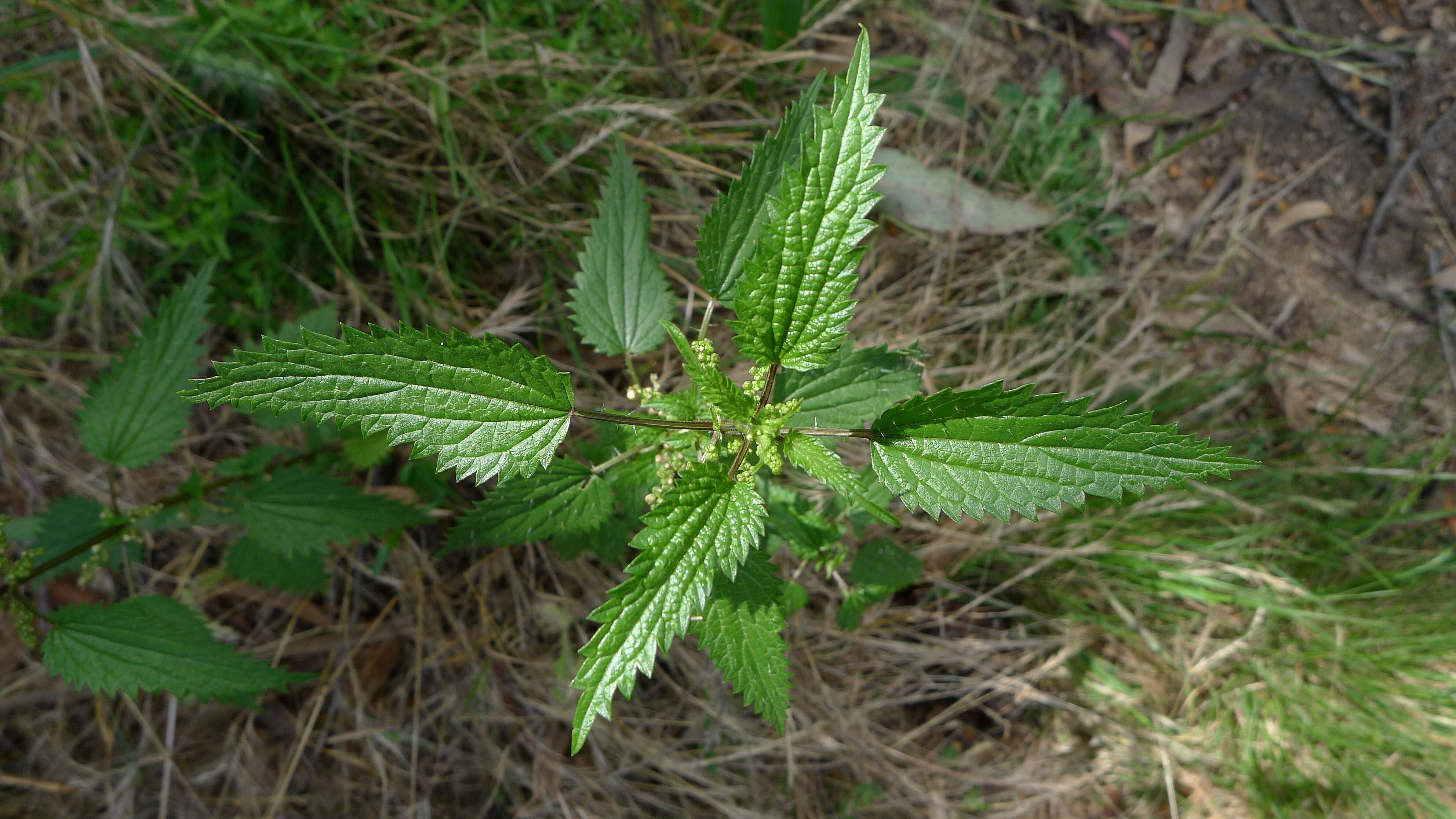 Image of Urtica incisa Poir.