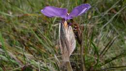 Imagem de Patersonia sericea R. Br.