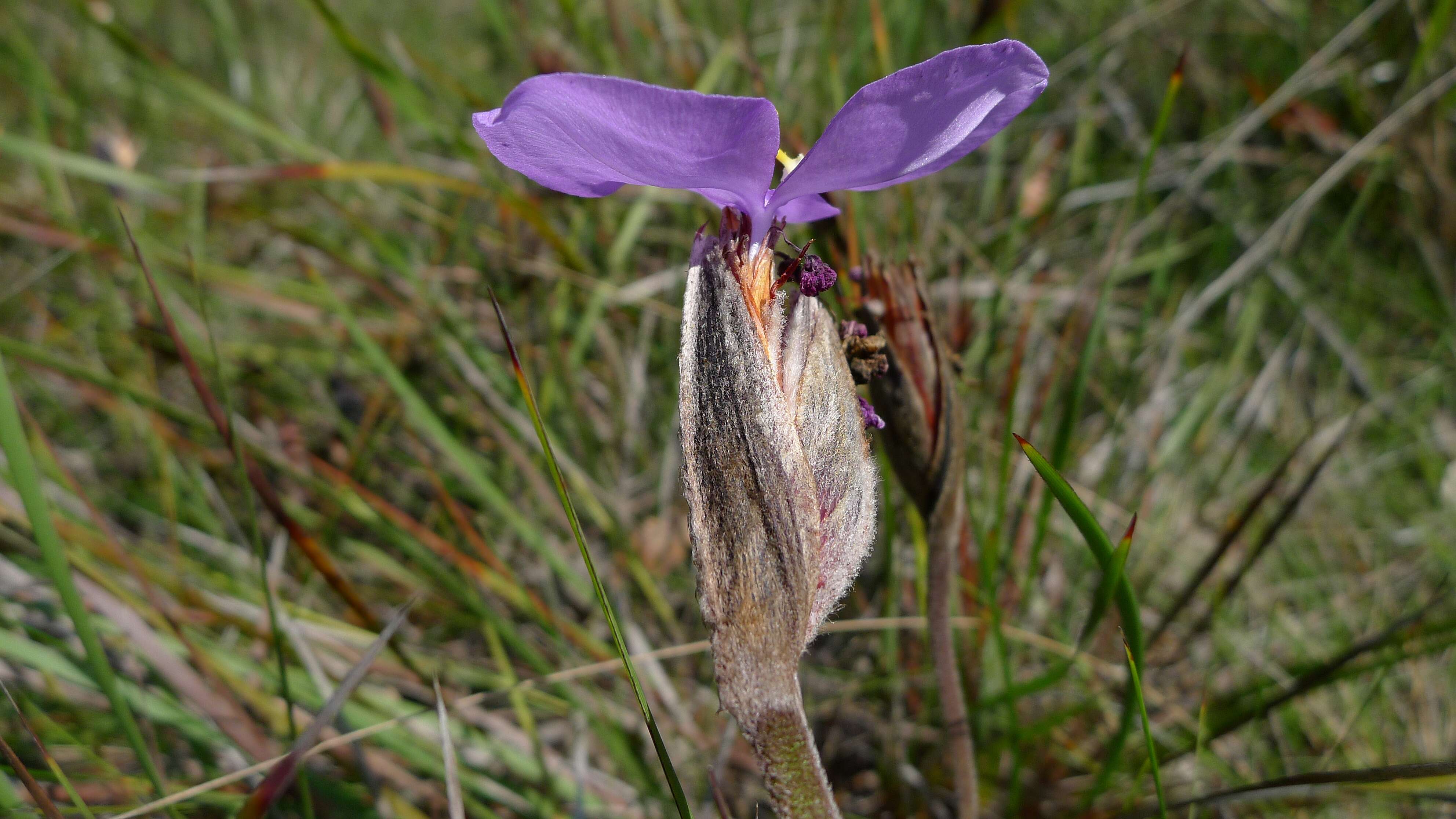 Imagem de Patersonia sericea R. Br.