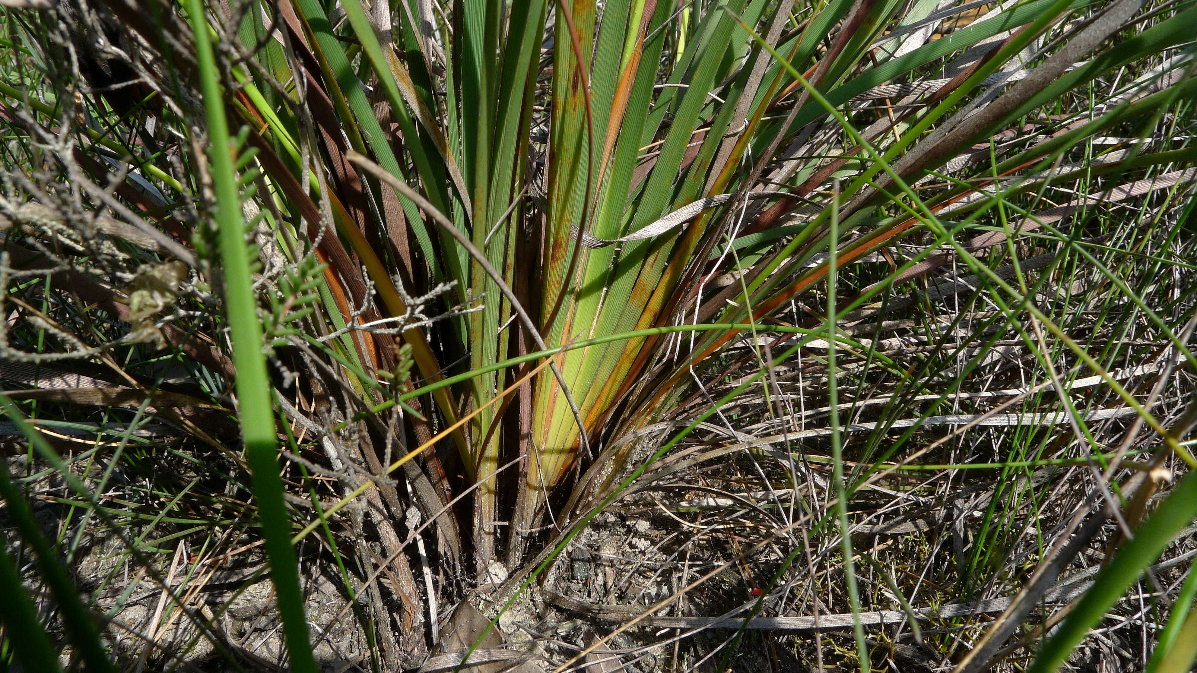 Imagem de Patersonia sericea R. Br.