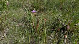 Imagem de Patersonia sericea R. Br.