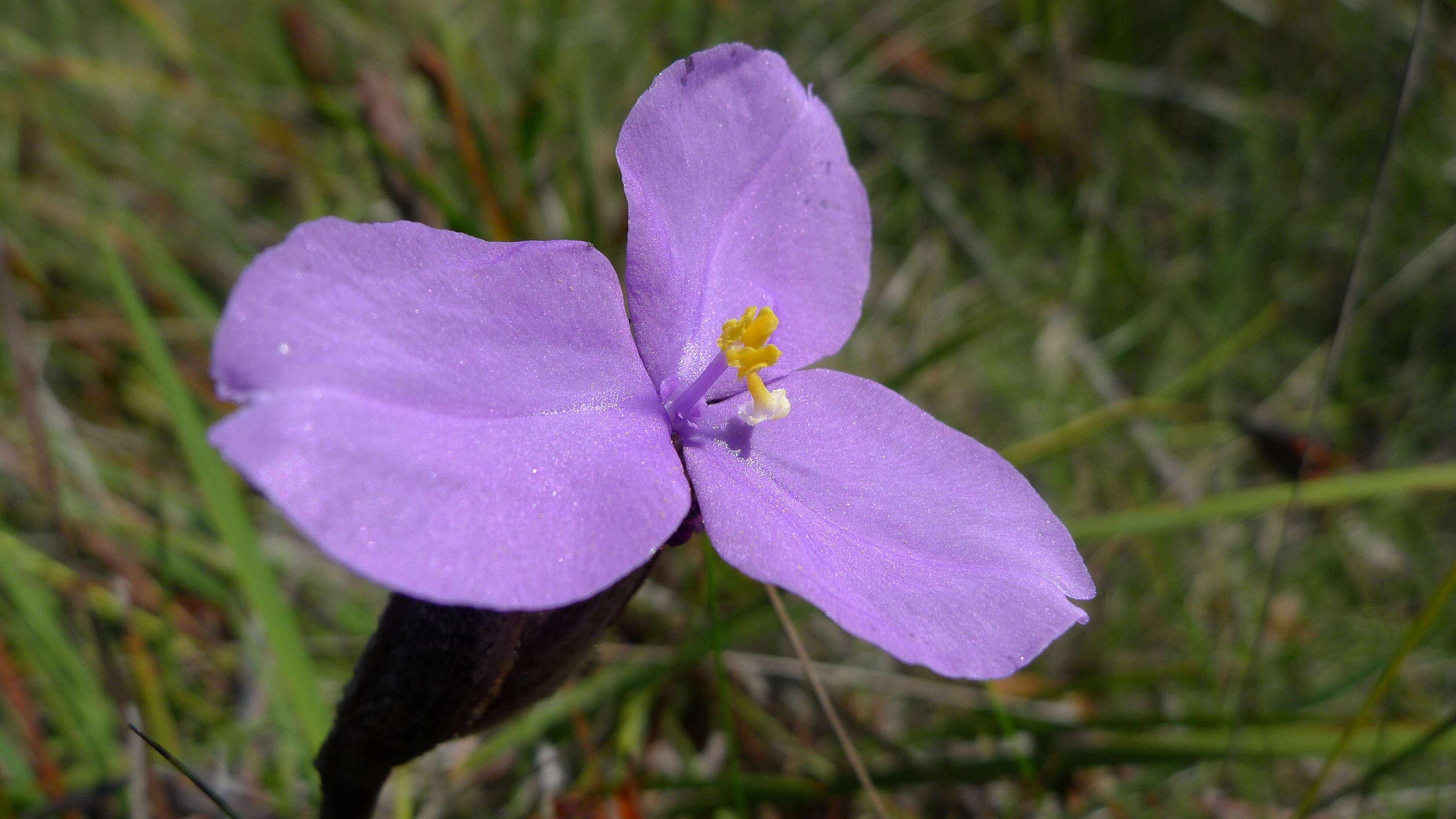 Imagem de Patersonia sericea R. Br.