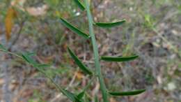 Sivun Bossiaea heterophylla Vent. kuva