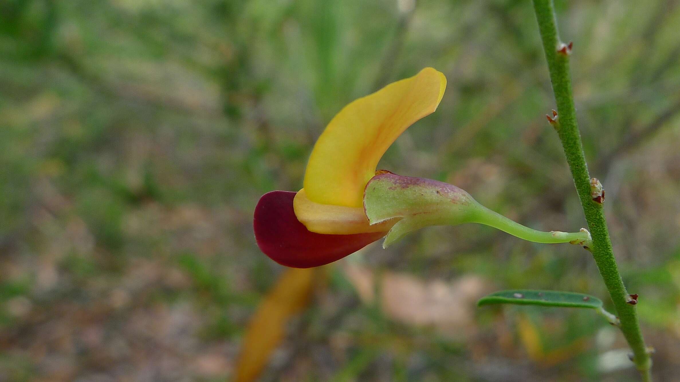 Sivun Bossiaea heterophylla Vent. kuva