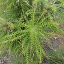 Image of Banksia columnaris (A. S. George) A. R. Mast & K. R. Thiele