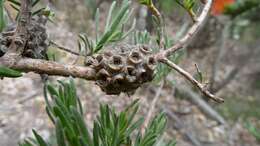 Image de Melaleuca cinerea Craven & R. D. Edwards