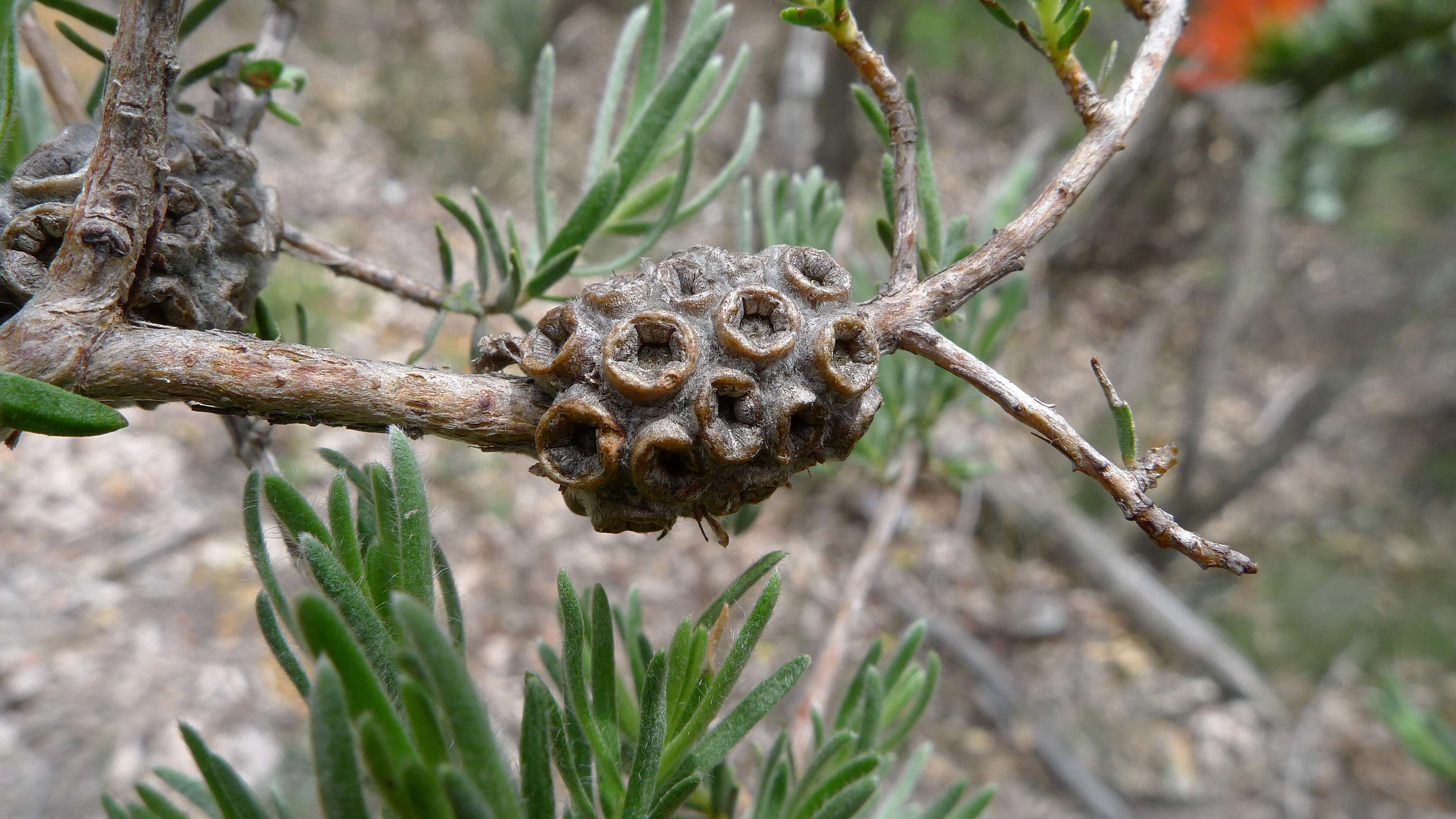 Image de Melaleuca cinerea Craven & R. D. Edwards