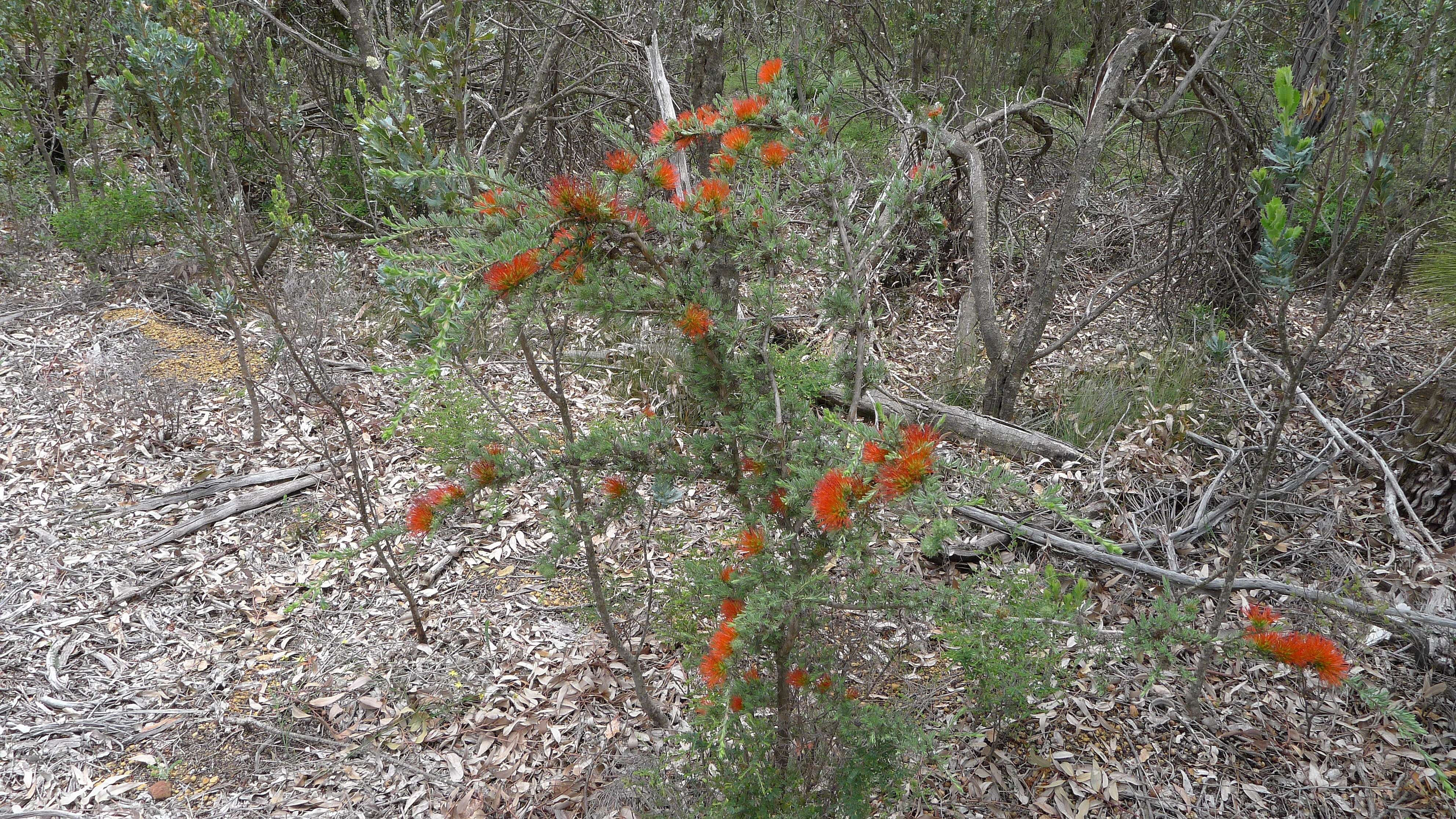 Image de Melaleuca cinerea Craven & R. D. Edwards