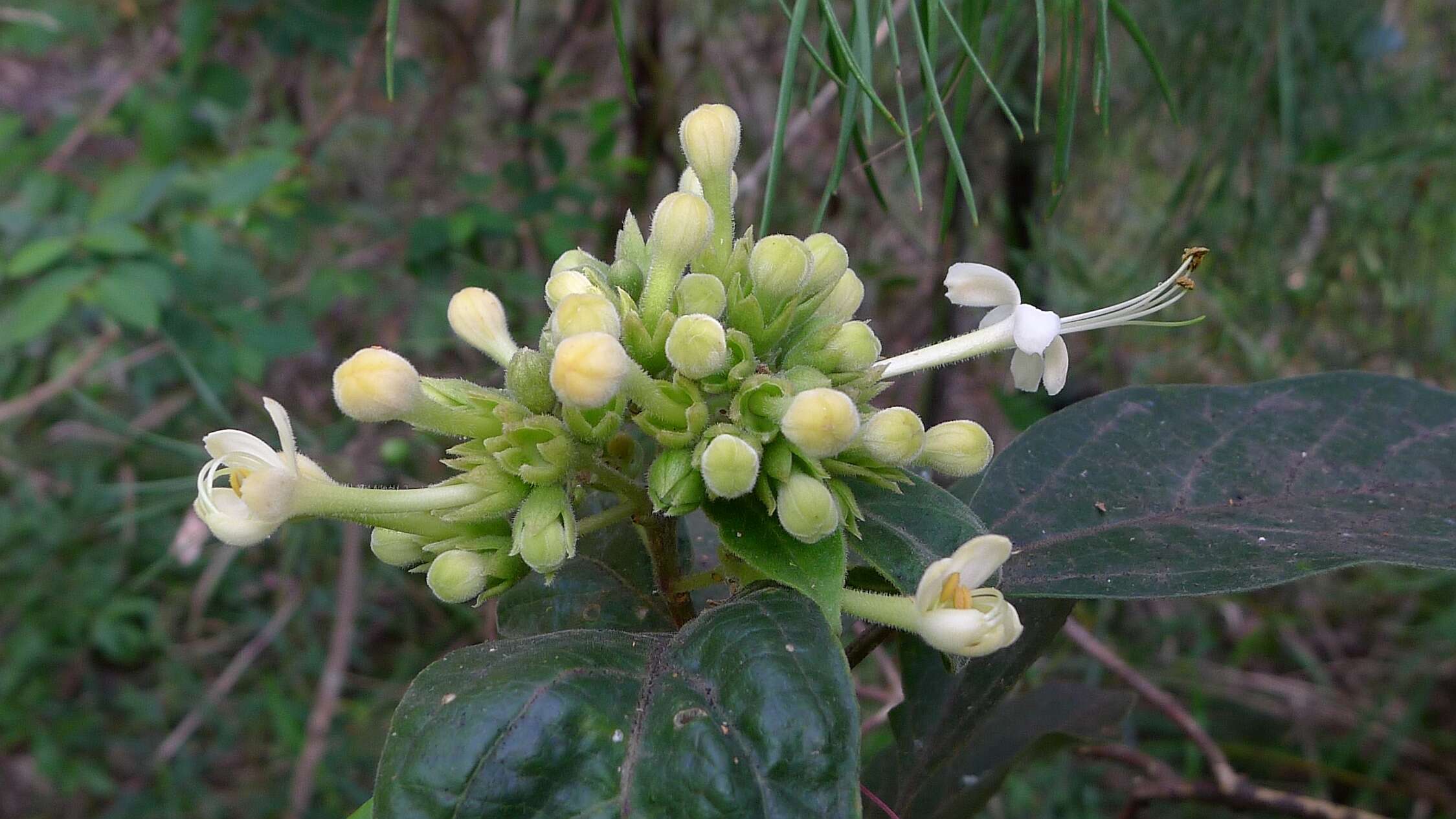 Image of Clerodendrum tomentosum (Vent.) R. Br.