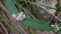 Image of Marsdenia suaveolens R. Br.