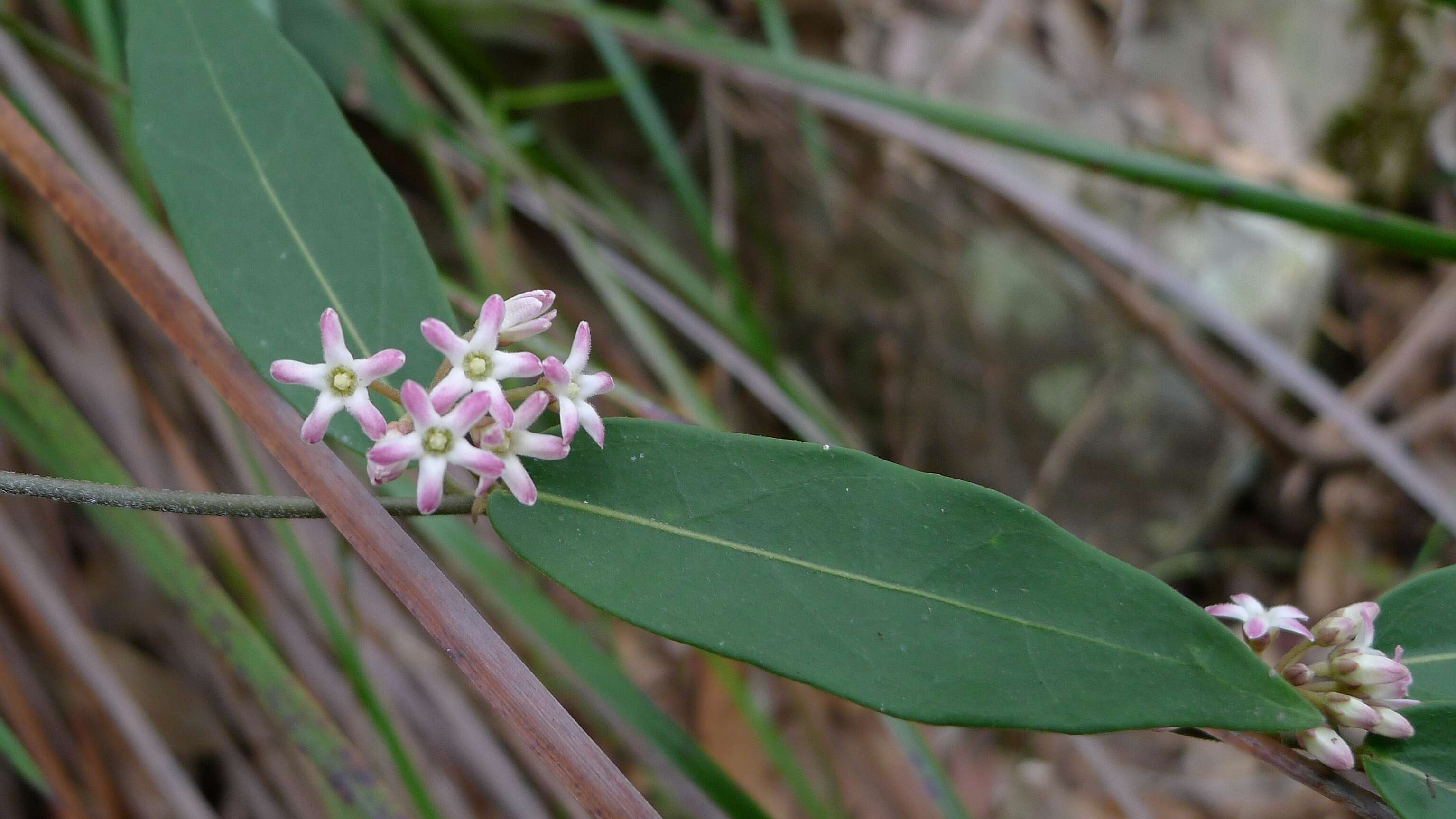 Image of Marsdenia suaveolens R. Br.