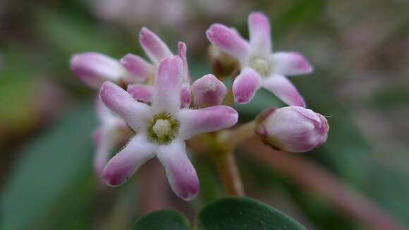 Image de Marsdenia suaveolens R. Br.