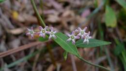 Image of Marsdenia suaveolens R. Br.