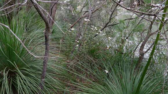 Olearia tomentosa (Wendl.) DC. resmi