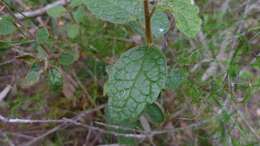 Olearia tomentosa (Wendl.) DC. resmi