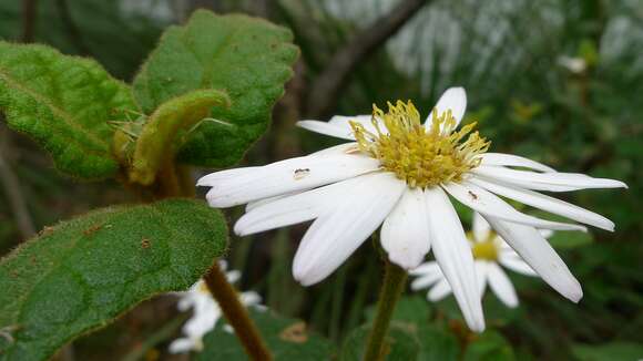 Olearia tomentosa (Wendl.) DC. resmi