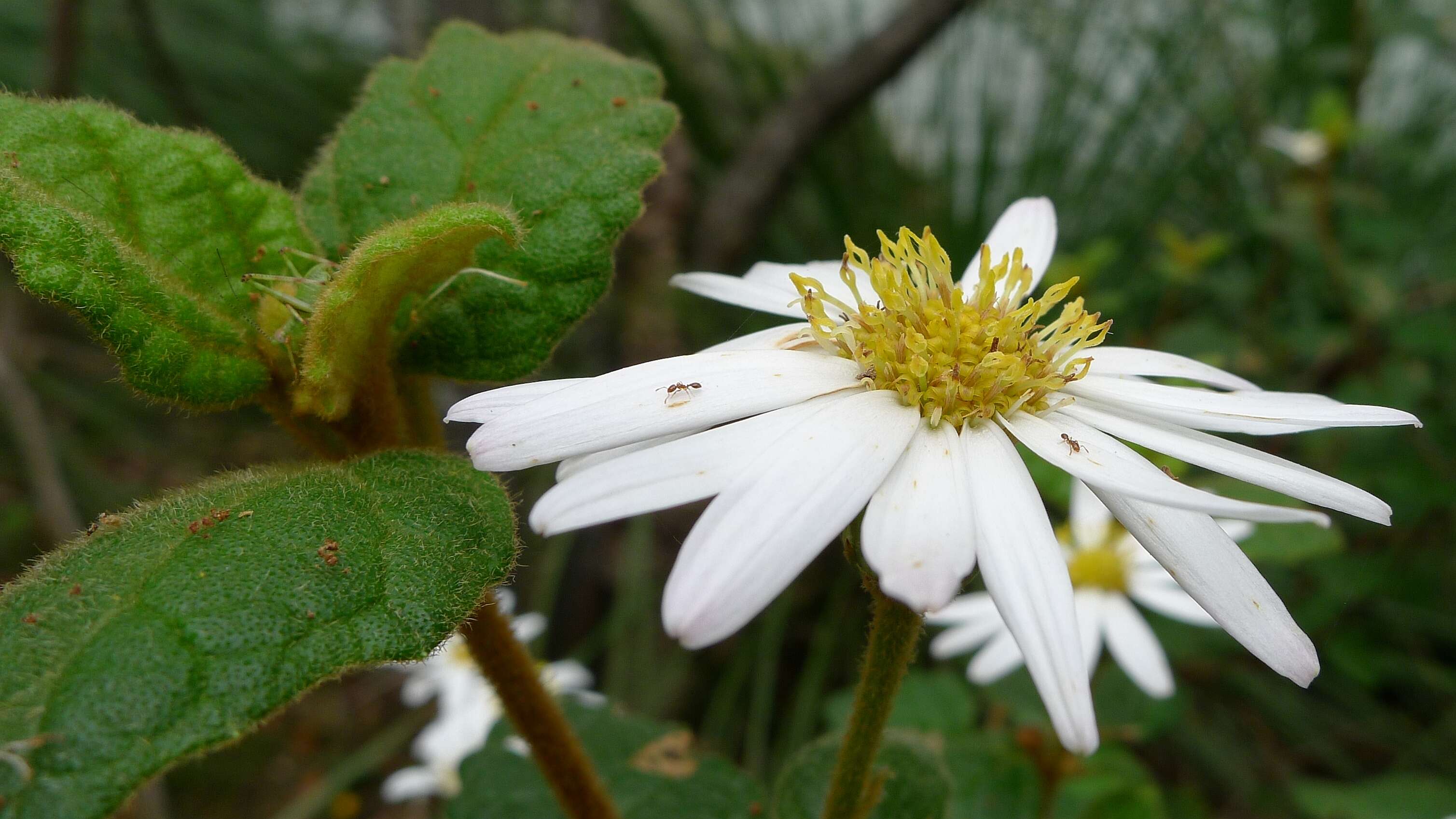 Olearia tomentosa (Wendl.) DC. resmi