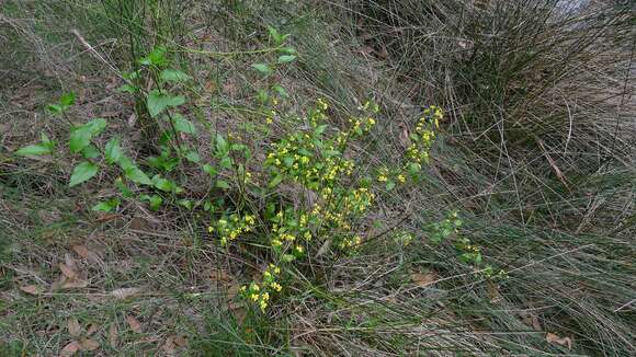 Image of Hop Goodenia