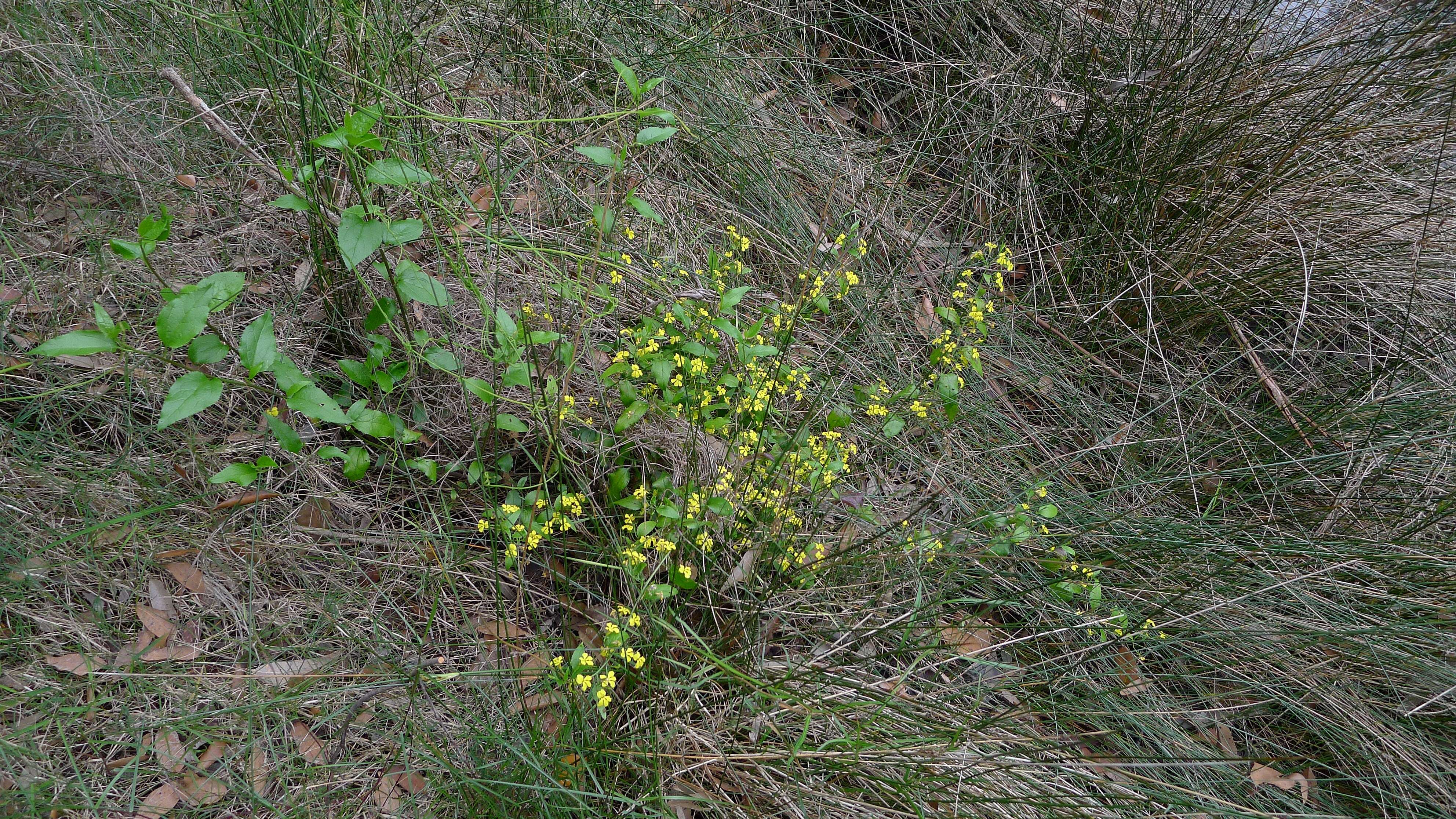 Image of Hop Goodenia