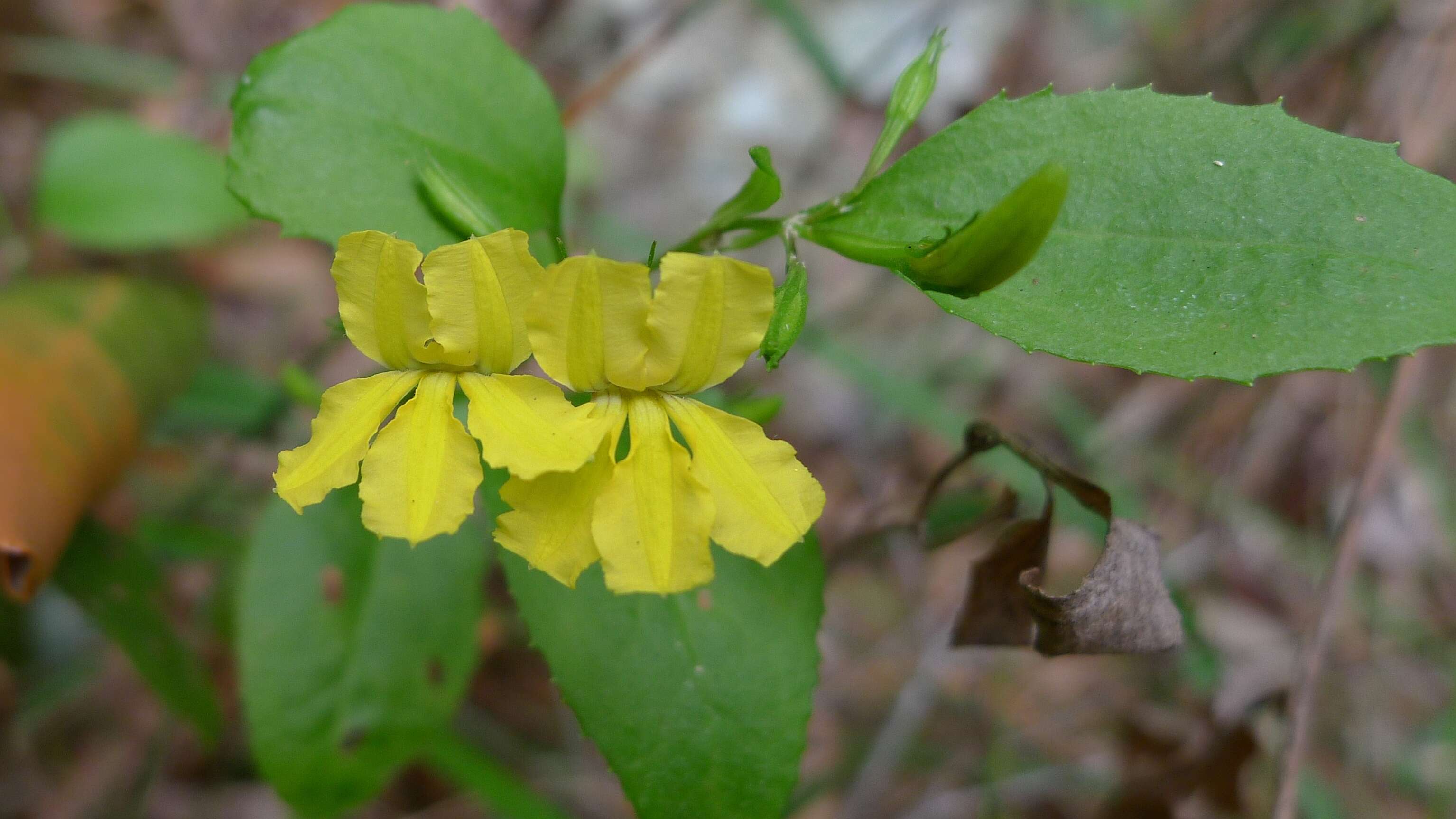 Image of Hop Goodenia