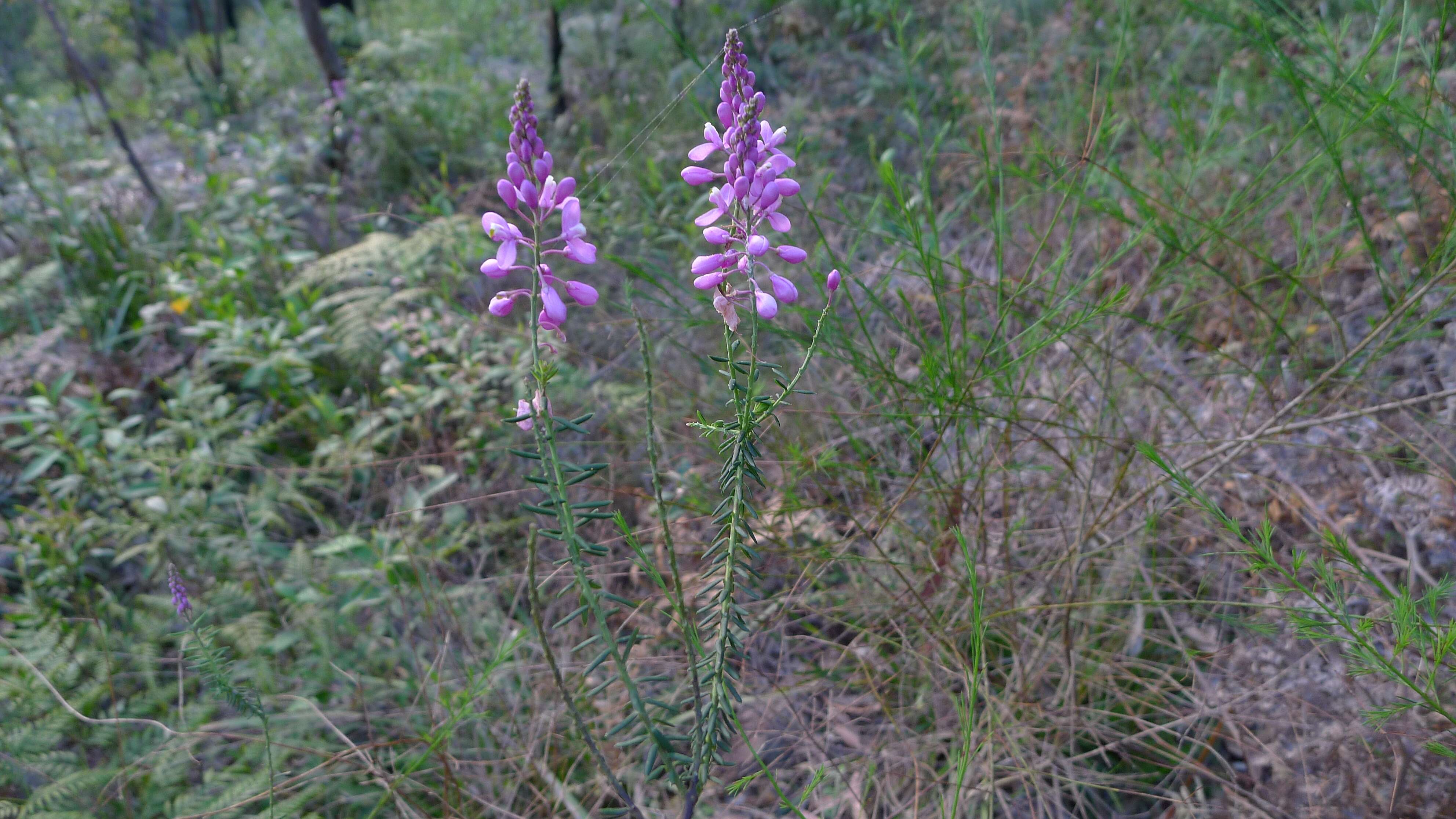 Image of heath milkwort