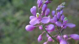 Image of heath milkwort