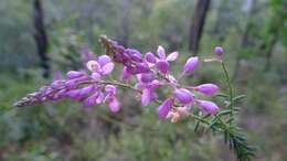 Image of heath milkwort